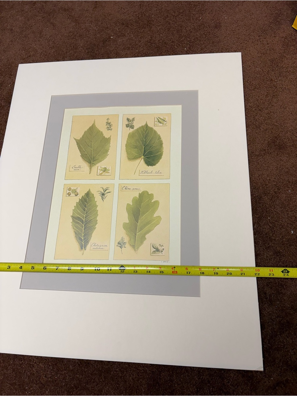 Ready to Frame Leaf Prints by L. David - Picture 4 of 8